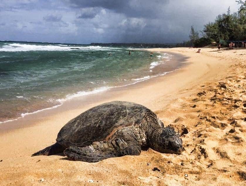Read more about the article Turtle Tour